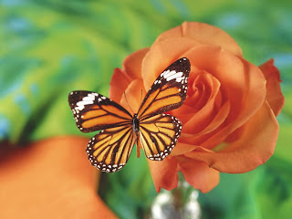 Butterfly And Flower wallpaper