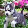 Blue Eye Baby Cute Husky Puppies