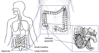 The Appendix