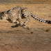 The Cheetah's Need for Speed: A Symphony of Evolution and Precision in the African Savannas