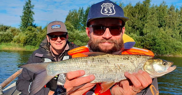 Kymijoki on yksi toutaimen esiintymisjoista