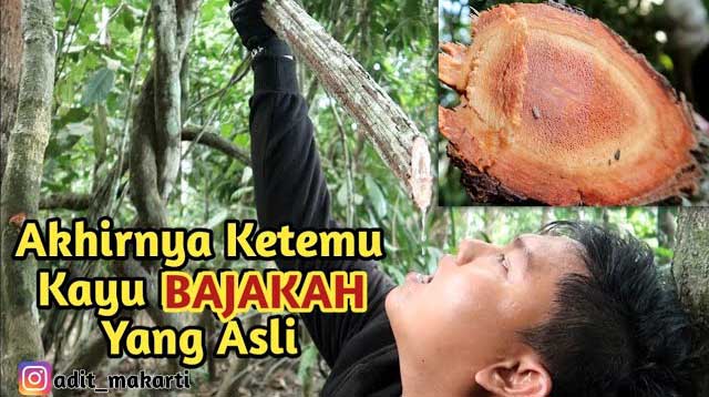 Video Kayu Bajakah Asli Dari Kalimantan