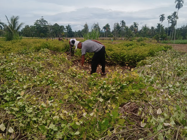 UMKM Tanah Datar Belajar Budidaya Nilam Ke Pasbar