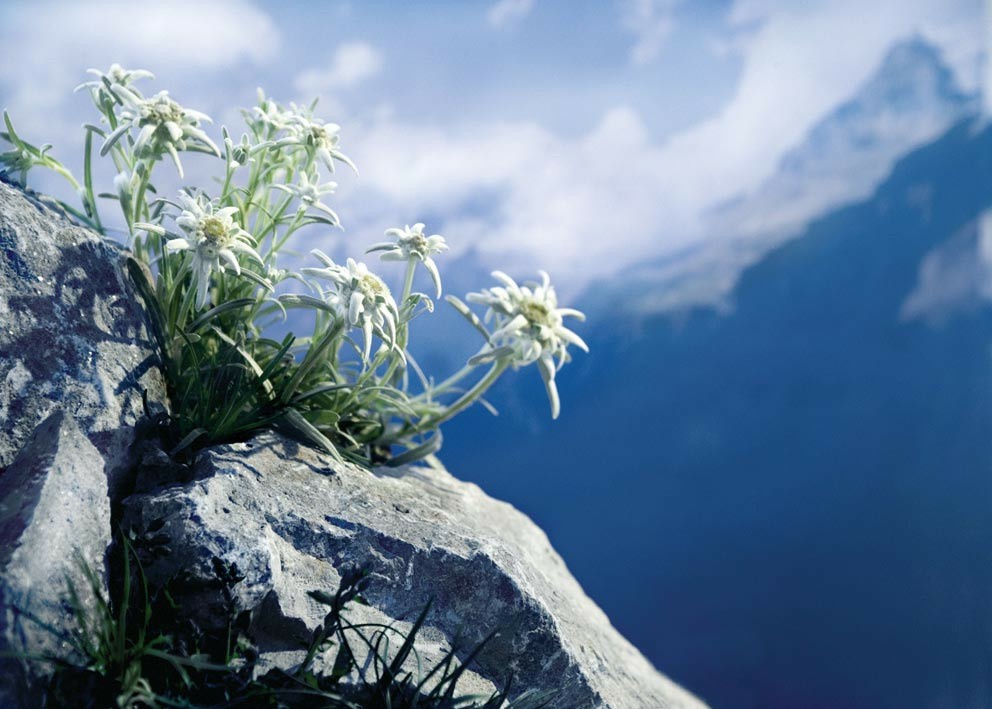 Gambar Bunga Edelweis Yang Cantik dan Langka | Kumpulan Gambar