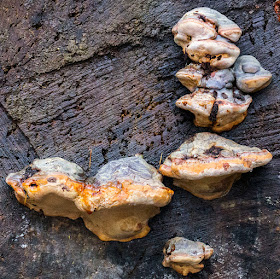 Ganoderma pfeifferi, Beeswax Bracket.  22 December 2013.