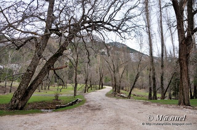 Cañada de las Fuentes - Tejos milenarios