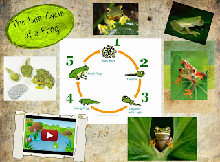 http://www.turtlediary.com/grade-2-games/science-games/frog-life-cycle.html