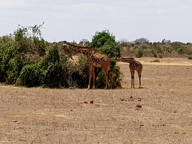 Tsavo West