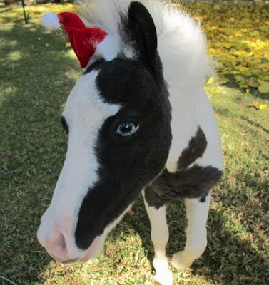 Einstein - The World's Smallest Horse Seen On www.coolpicturegallery.us