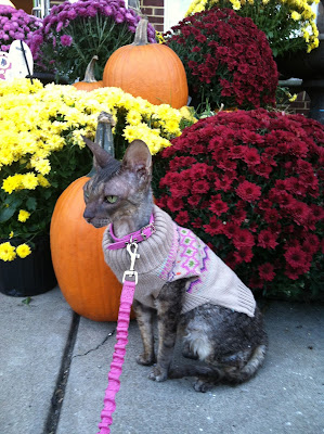 Kely the Cornish Rex posing by Pumpkins