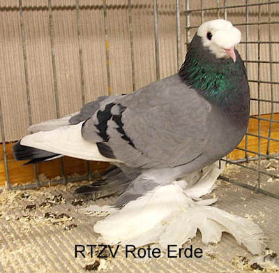 Vogtland Trumpeter Pigeon