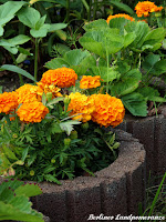 Erdbeeren und Tagetes