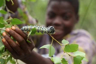 Mopane worms are a traditional delicacy