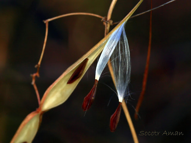 Tylophora aristolochioides