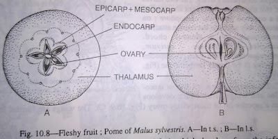 Indehiscent fruits-digieduco