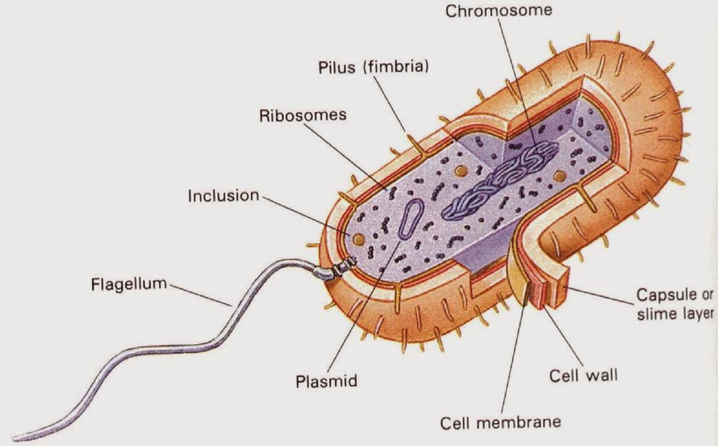 CIRI, STRUKTUR DAN BENTUK BAKTERI ~ blog'e enyong