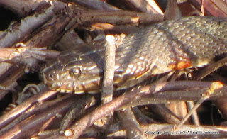 Northern Water Snake