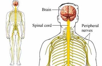 10 Nursing Diagnosis for Guillain-Barre Syndrome