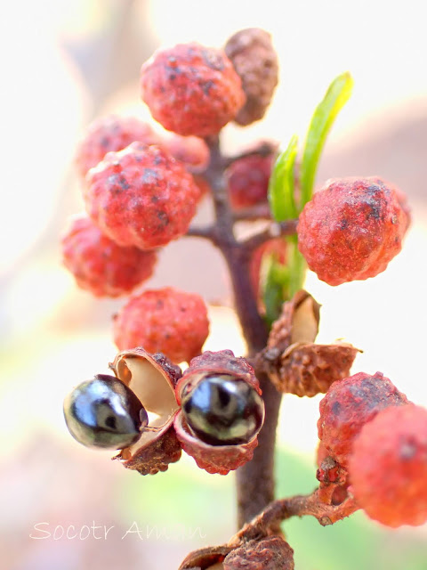 Zanthoxylum armatum