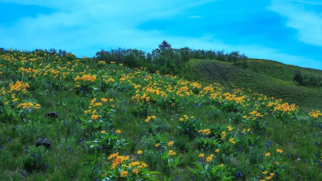 Wild Flowers Desktop And iPhone Wallpaper