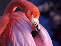 Flamingo Red Wallpaper