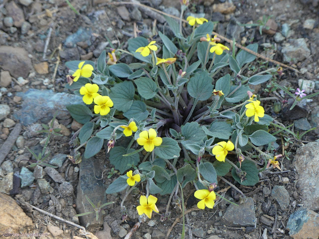 46: yellow flower mat