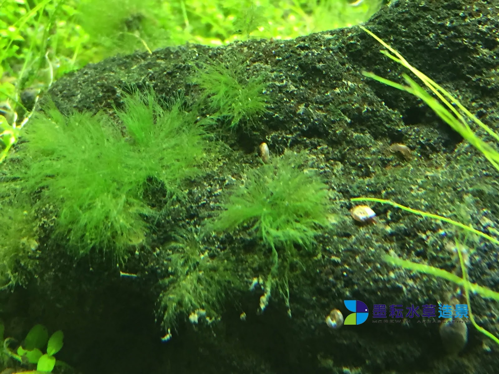 墨耘水草經驗分享 草缸常見藻類的解決方式