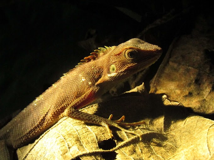 Bunglon Jambul Hijau: Si Reptil yang Mampu Berubah Warna