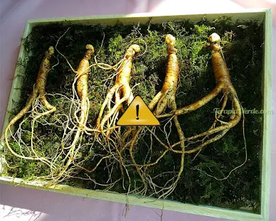 Contraindicações do Ginseng coreano