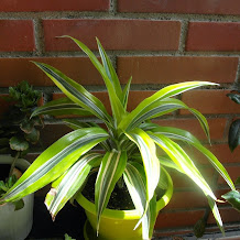 DRÁCENA LIMÓN / DRACAENA DEREMENSIS LEMON LIME