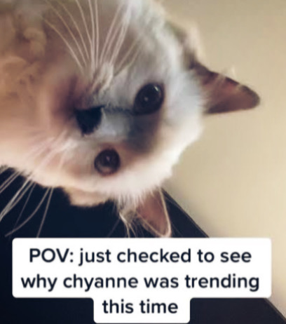 Chyanne TikTok Video | Chyanne TikTok Cat Video Viral on Twitter