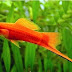 Peixe ornamental frito