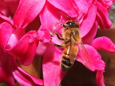 蜜蜂與風信子