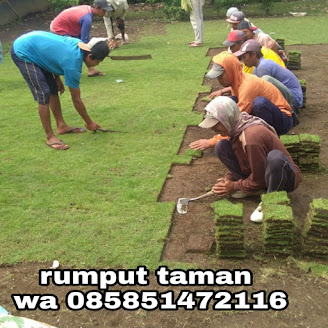 Rumput manila