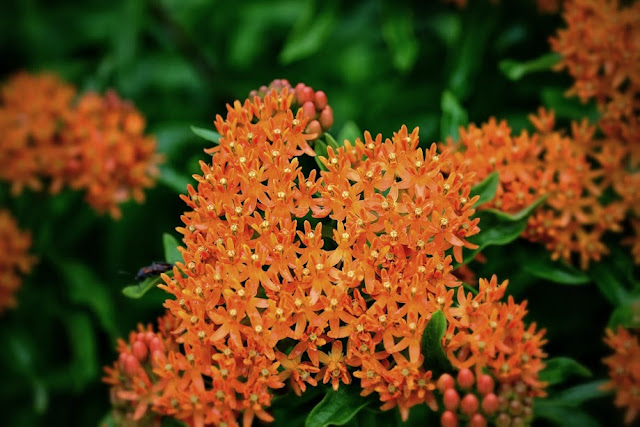 Butterfly milkweed