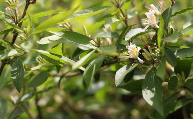 Amur Honeysuckle Flowers Pictures