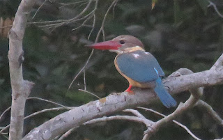 Stork-billed Kingfisher