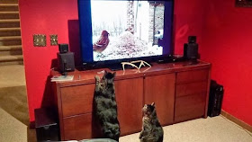 Funny cats - part 85 (40 pics + 10 gifs), cats watching bird on television