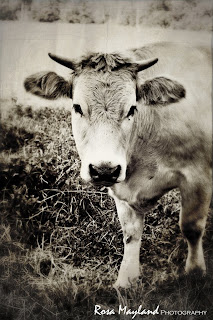 Farm beauty