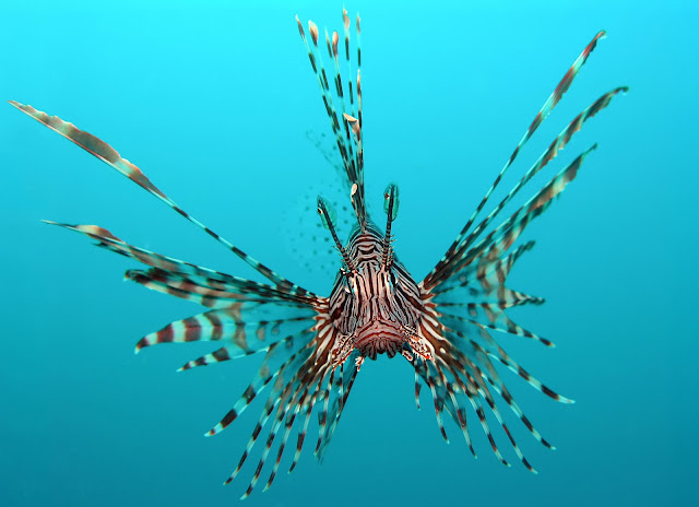 Red Lionfish