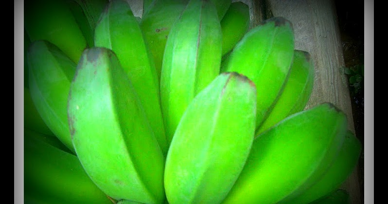 WARISAN TIMUR: Pisang Galla @ Pisang Nipah/Abu