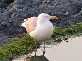 Larus argentatus - Goéland argenté