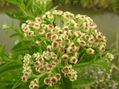 翼莖闊苞菊的花序