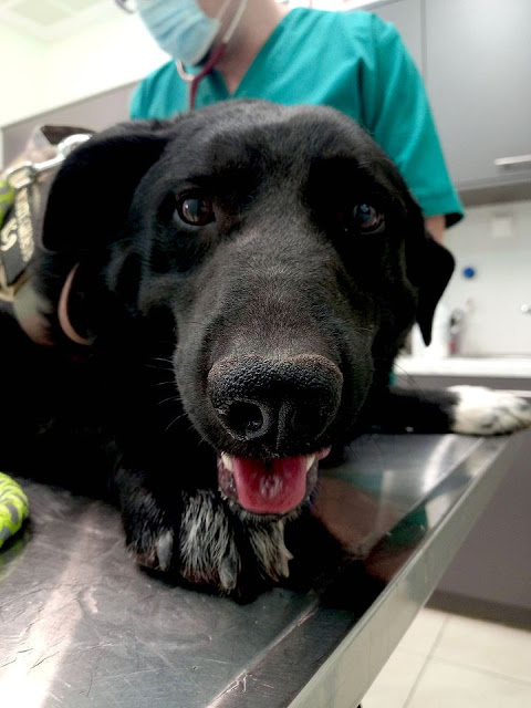 Greek rescue stray dog