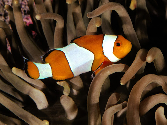 Percula Clown fish