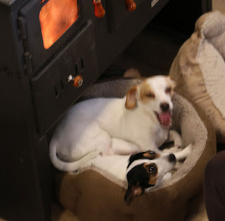 Puppies by the fire