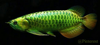 Arwana Hijau  Green Arowana