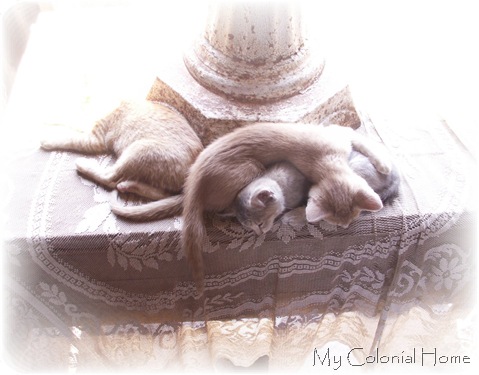 Perennial Farm Kitties 2
