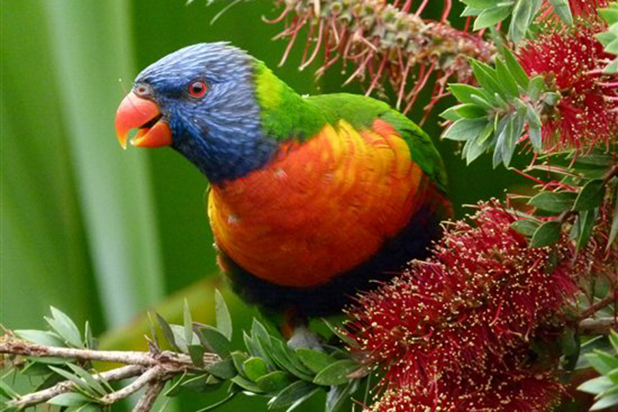 Rainbow Parakeet Httpsirtimiddeviantartcomartrainbow Lorikeet 2