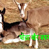 घोड़ा और बकरा - हिंदी शिक्षाप्रद कहानी 